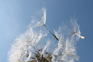 wegwaaiende pluis-deeltje